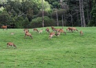 Parc National de Killarney (64)